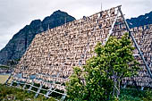 Le isole Lofoten Norvegia. Merluzzi a seccare nei pressi di Henningsvaer (Austvagoya).